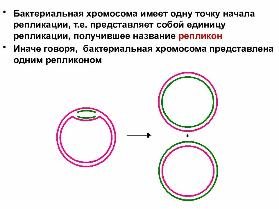 Имеется кольцевая хромосома. Репликация бактериальной хромосомы схема. Репликация бактериальной хромосомы. Хромосома бактерий. Точка начала репликации.