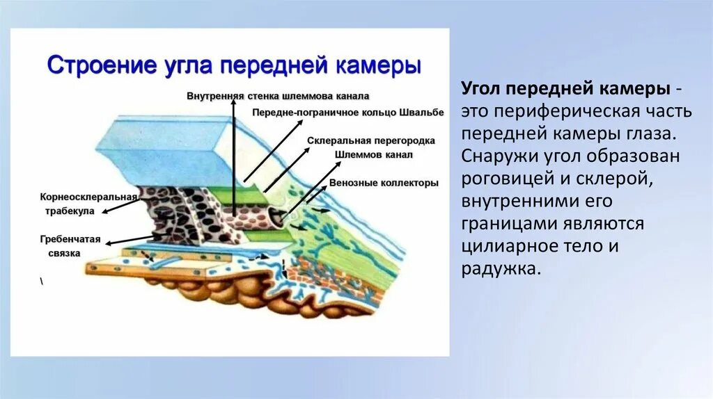Передний угол в доме окружающий. Угол передней камеры. анатомия угла передней камеры глаза. схема угла передней камеры глаза. угол передней камеры глаза образован.