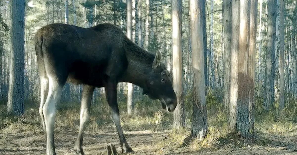 Лось вк. Лось самец. Рост лося. Рога лося. Наподобие лося.