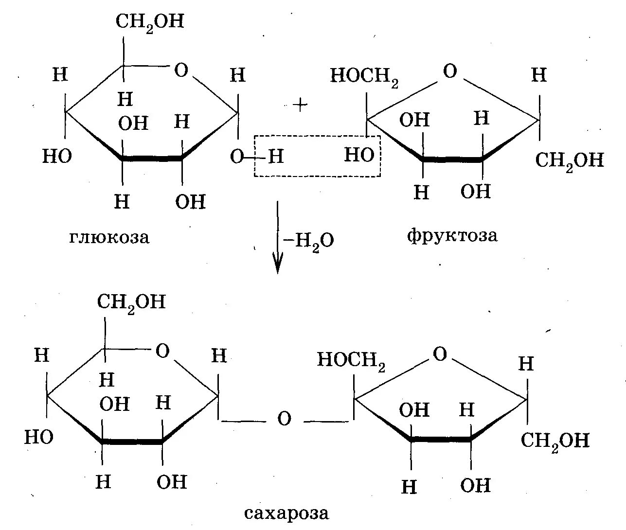 Глюкоза фруктоза сахароза формулы. Глюкоза мальтоза сахароза. Образование сахарозы из моносахаридов. Глюкоза фруктоза сахароза рибоза. Фруктоза гидролиз реакция