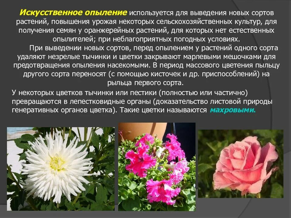 Растение сорт особенности. Выведение новых сортов растений. выводить новые сорта растений. вывод новых сортов растений. как выводятся новые сорта растений.