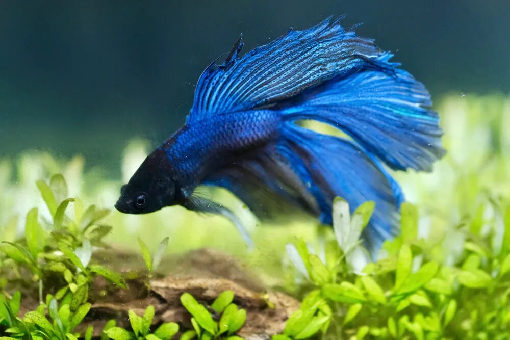 Бетта рыбка. Blue Betta Fish. Бетта синяя. Бойцовая рыбка аквариумные рыбы.