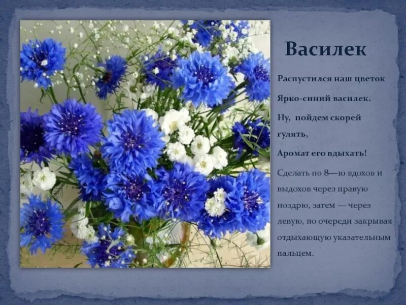 С днем рождения василек. Васильки. Васильки открытки. Поздравления с васильками. С днем рождения васильки.