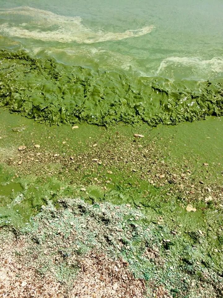 Море цветет Одесса. Черное море позеленело. Цветение воды в черном море. Зеленые водоросли Анапа.