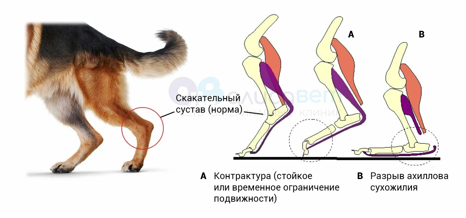 Сухожилие животных. Перелом сустава передней лапы у собаки. Перелом скакательного сустава у кошки. Ахиллово сухожилие у животных. Разрыв связки у собаки задней лапы.
