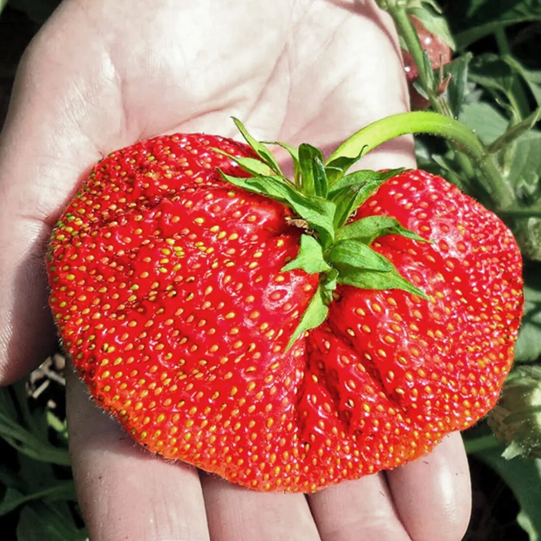 Какие сорта клубники лучше. Какие сорта клубники лучше. Клубника сорта «сладкий колосс». Какие сорта клубники лучше. Сорт клубники холидей.