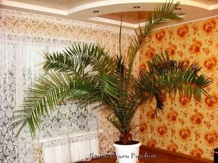 Пальма белгород цветы