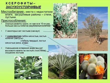 Какие черты приспособленности к недостатку влаги