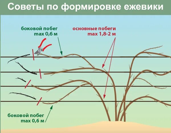 Обрезают ли на зиму ежемалину