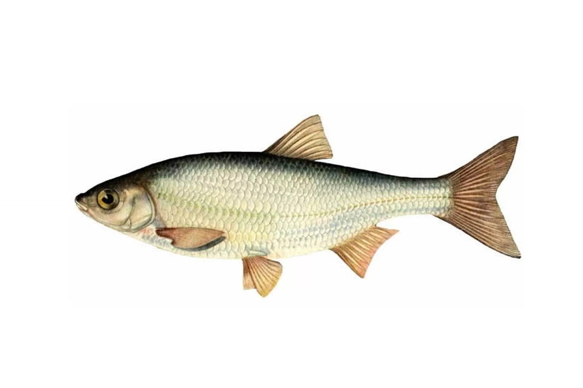 Рыбы похожие на буквы. Сибирский Елец рыба. Елец обыкновенный Leuciscus Leuciscus. Елец и Подуст рыба. Елец рыба карповые.