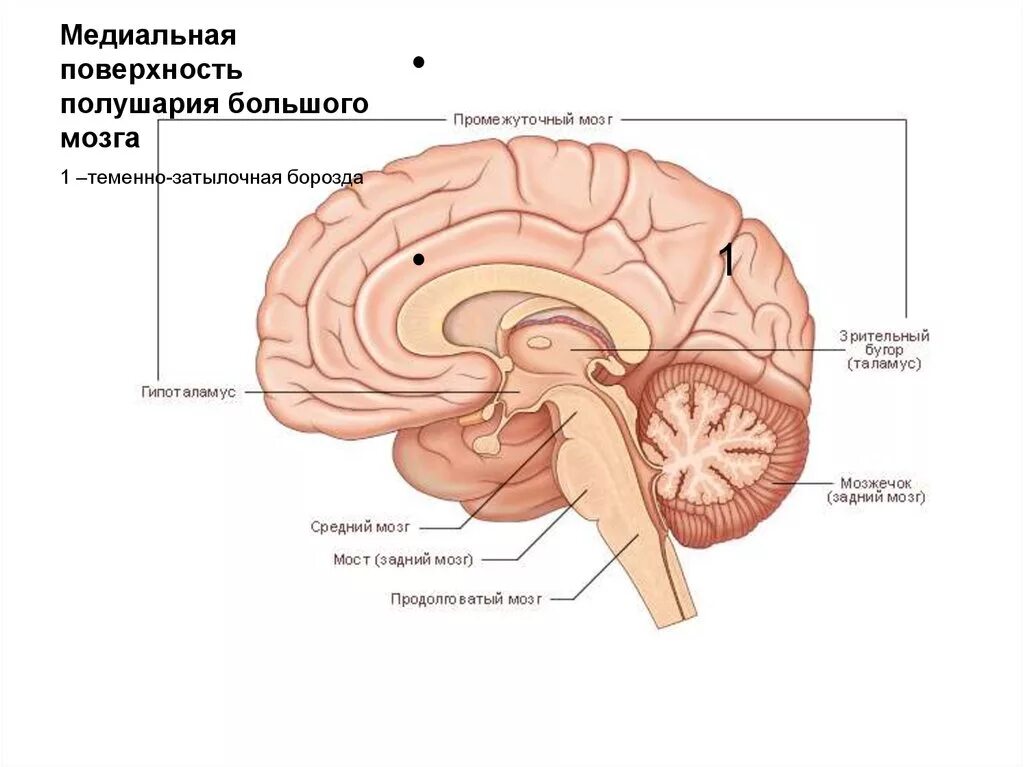 Большое полушарие мозолистое тело мост гипоталамус. Медиальная поверхность мозга анатомия. Шпорная борозда анализатор. Шпорная борозда головного мозга.