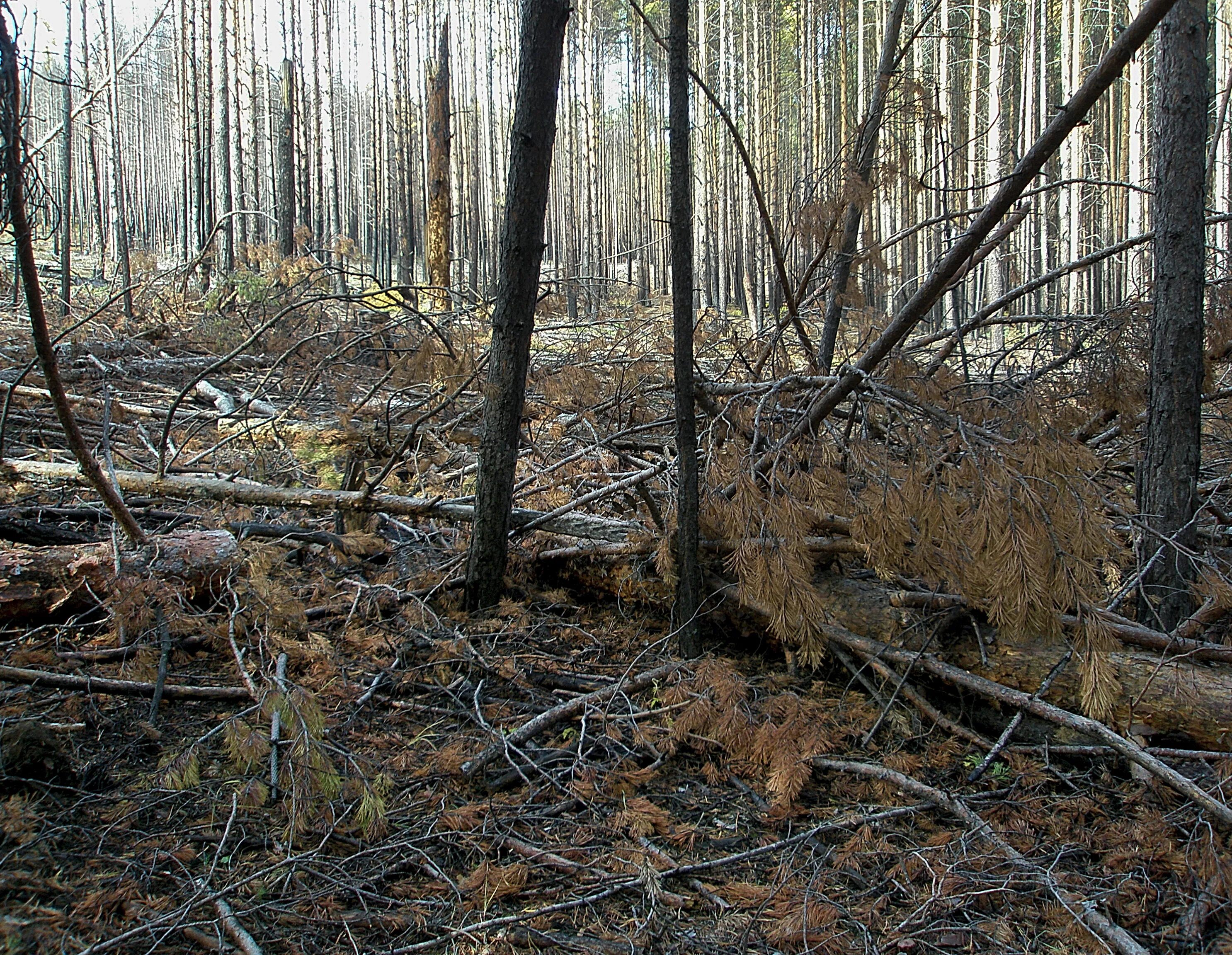 поваленное дерево. тайга бурелом, валежник. поваленное дерево в лесу. захламление в лесу. валежник и лиственницы.