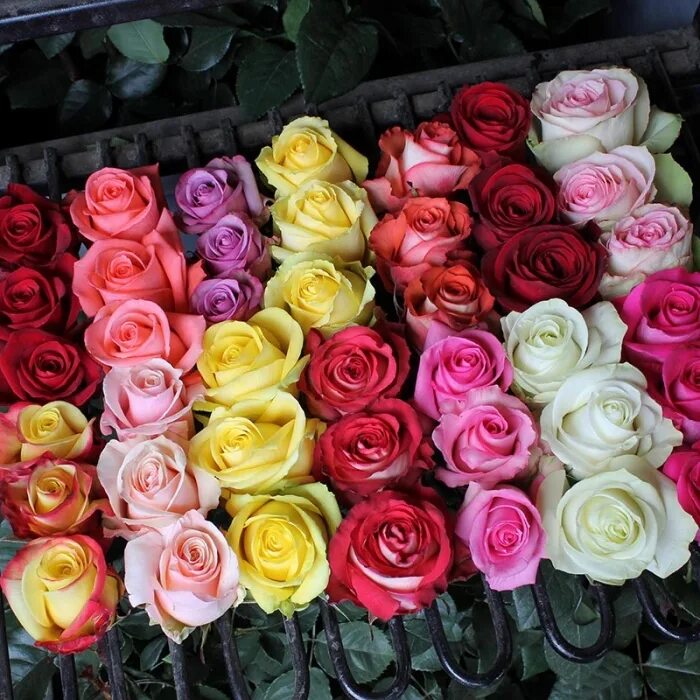 Роза кения кустовая микс. 101 роза микс 70 см. Роза микс тесса. Rose mix. Rose mix.