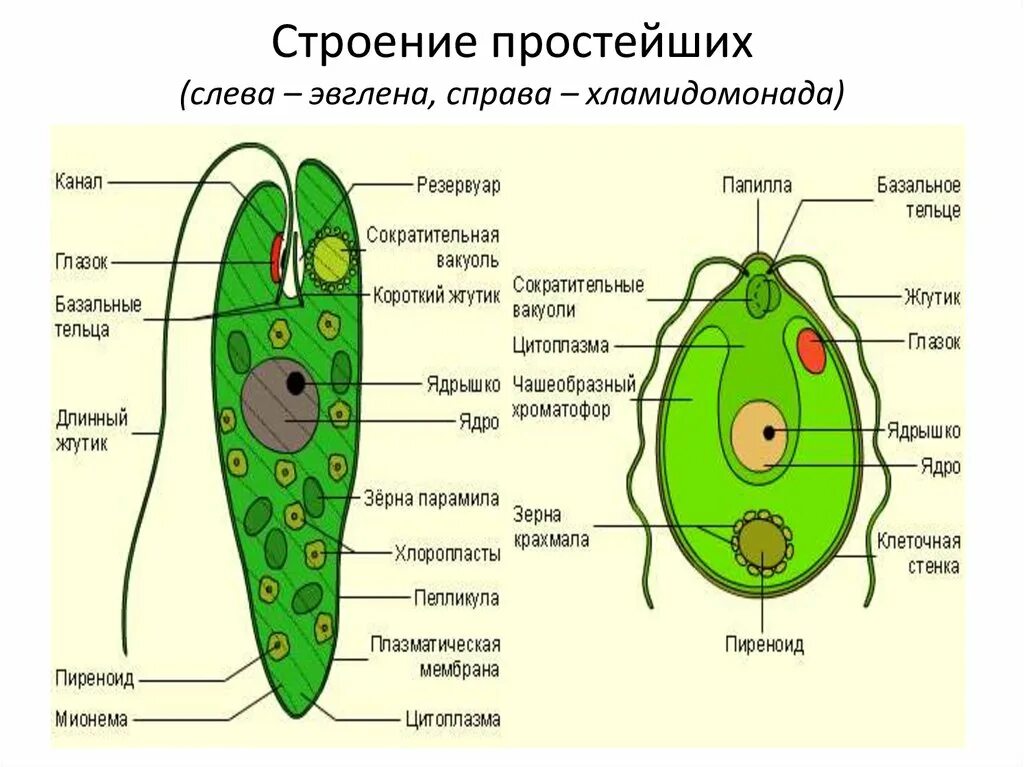 Клетка простейших состоит. Клеточная оболочка эвглены зеленой. Функции органоидов эвглены зеленой. Эвглена зеленая. Эвглена зеленая строение микроскопом.