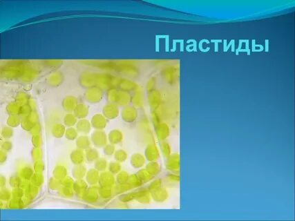 Пластиды водорослей