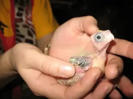 Корелла мальчик или девочка