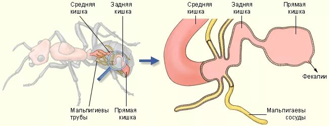 Представители какого класса имеют мальпигиевы сосуды. Мальпигиевы сосуды паука. Выделительная система насекомых и паукообразных. Мальпигиевы сосуды система у насекомых. Мальпигиевы сосуды орган выделительной системы.