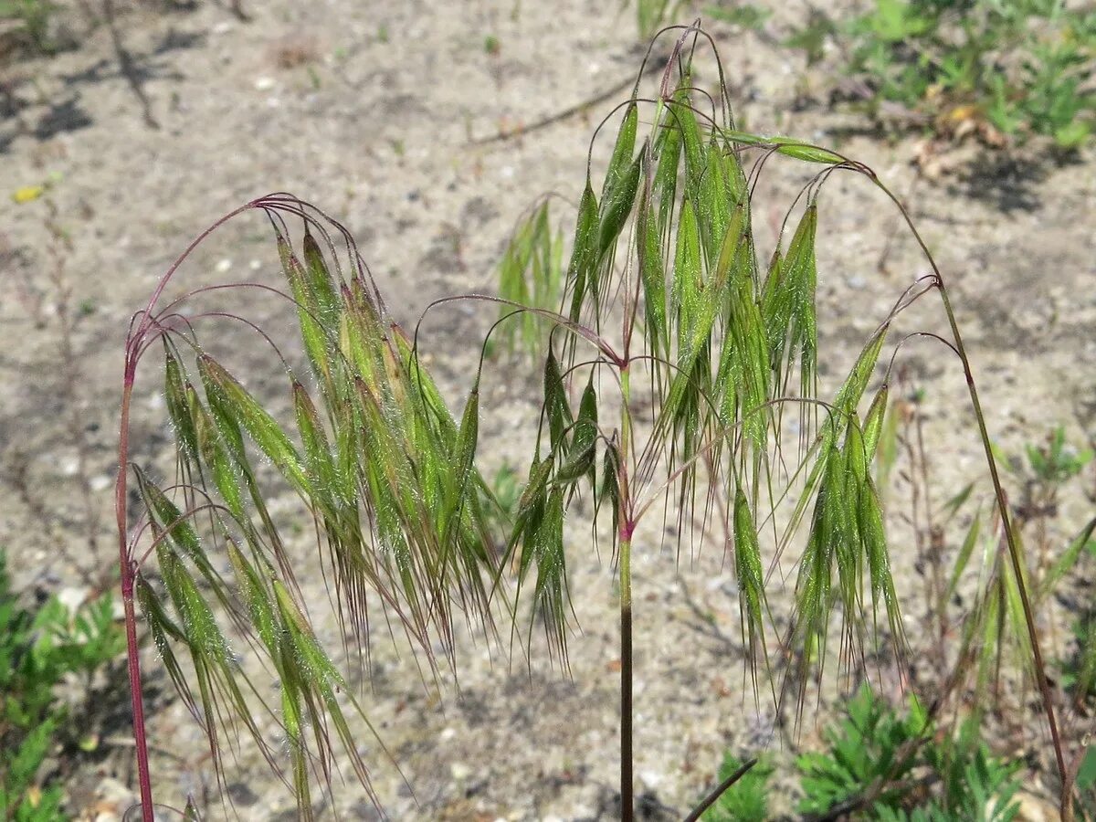 Костер полевой. Костер Bromus. Кострец безостый Bromus inermis. Bromus tectorum растение. Костёр ржаной (Bromus secalinus).