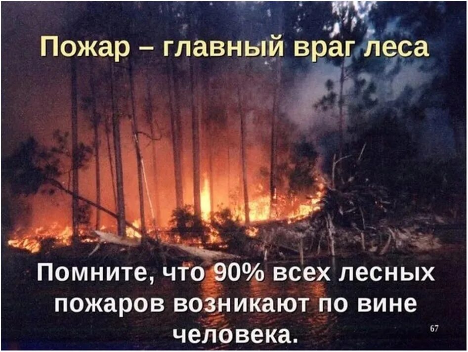 Цитаты о лесных пожарах. Высказывания про пожар. Цитаты про пожар в лесу. Пожар главный враг леса. Слова берегите лес