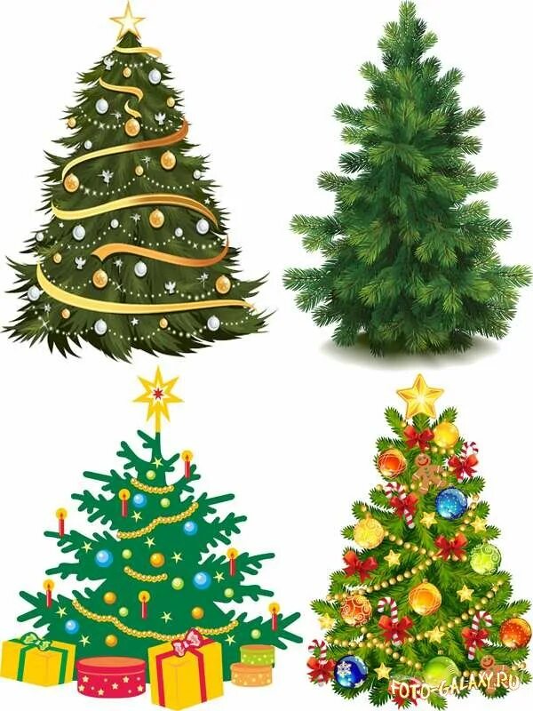 ель кавказская стройная царь елка. елки рисунок два на одной картинке.
