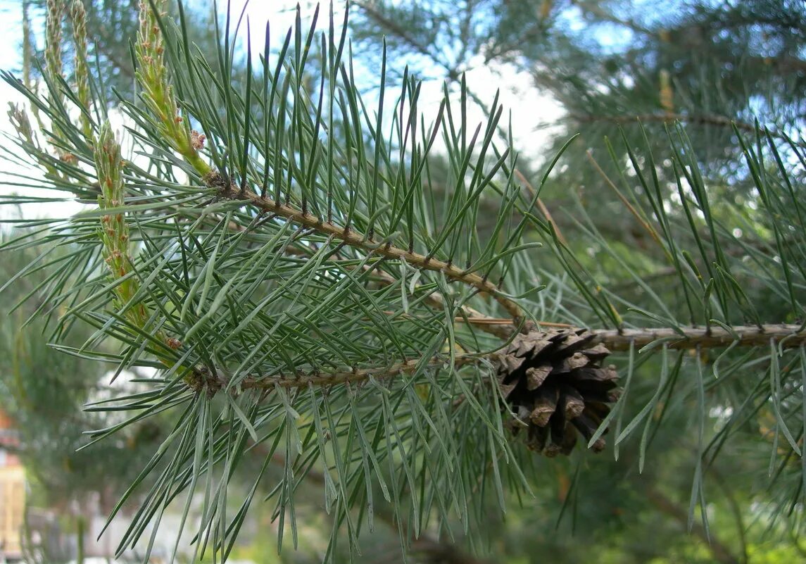 как сохранить елку. как дольше сохранить ветки сосны. как установить живую елку. ветка искусственная ель. как дольше сохранить ветки сосны.