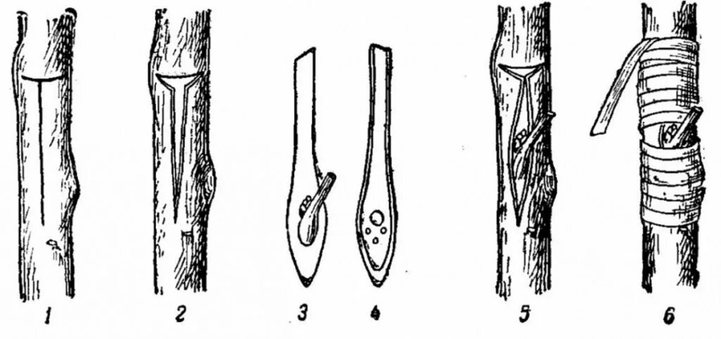 схема армирования двутавровой балки. т образный разрез. т образный разрез. шаблон т образная. т образный разрез.