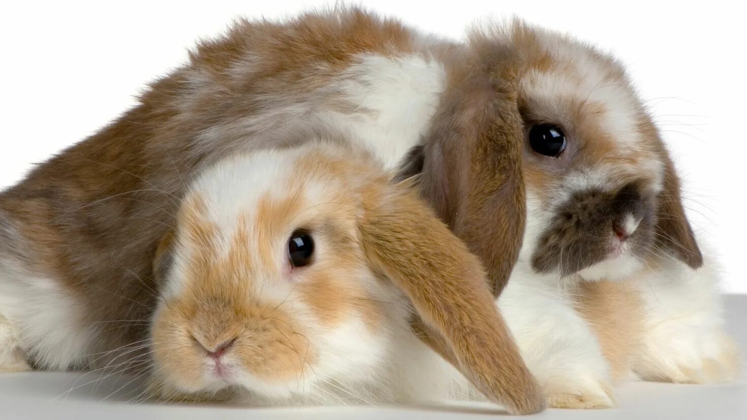 Animals rabbit. Кролик. Милый кролик. Кролик обои. Кролик фото.