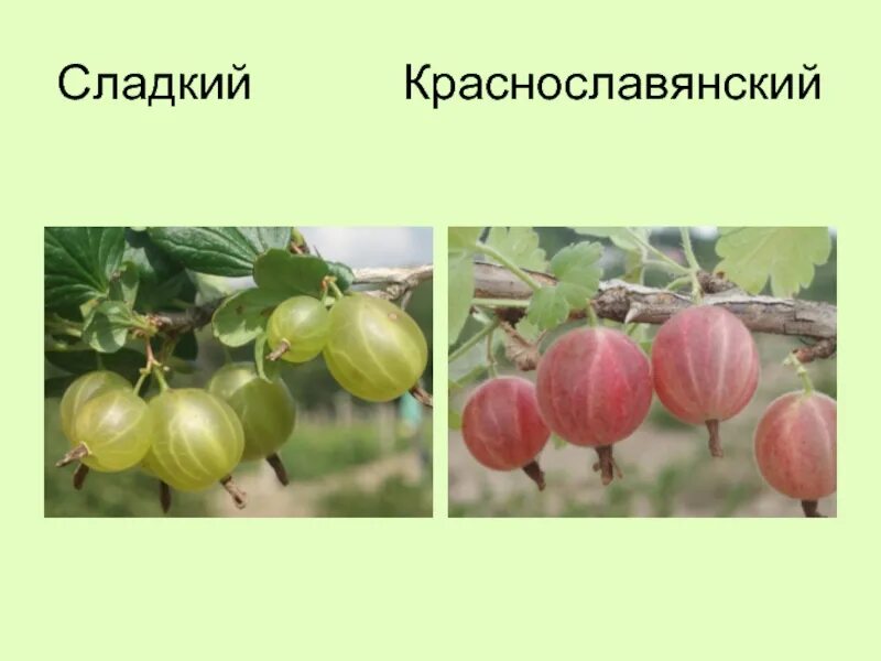 Что такое плодоношение