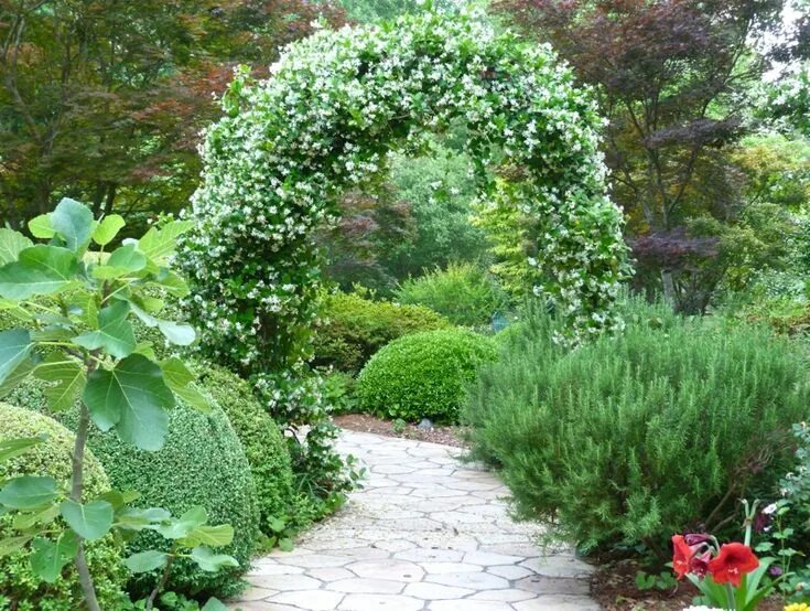 murraya paniculata hedge - Google Search Murraya paniculata, Garden hedges, Fron