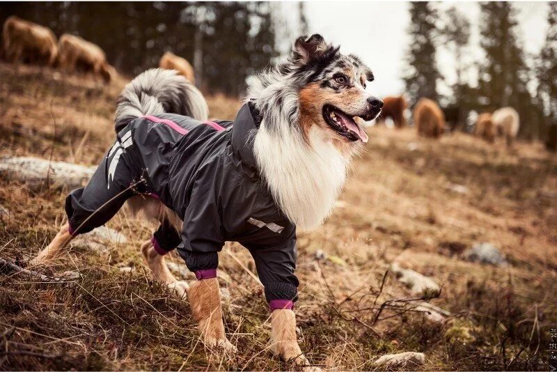 Hurtta для собак. Хурта одежда для собак. Hurtta monsoon coat. Hurtta downpour suit. Hurtta frost jacket жакет.