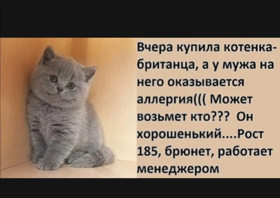 Пап купи котенка. Завести котенка. Аллергия на кота приколы. Приколы с британскими котами с надписями. Анекдоты про котят.