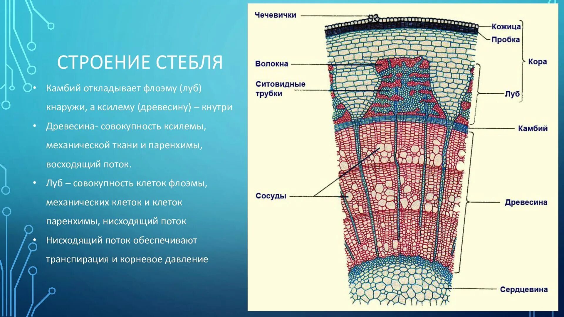 Расположение клеток в лубе Слои стебля ткани особенности строения клеток