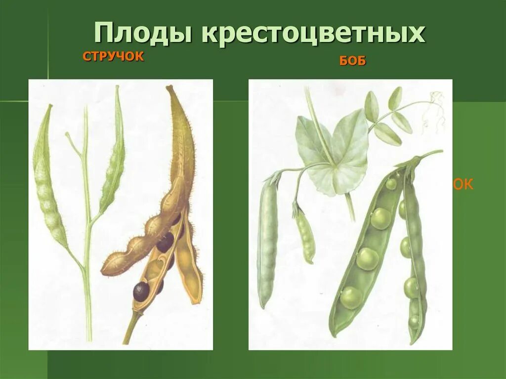 Стручок плод бобовых растений. Семейство крестоцветные плод. семейство крестоцветные плод стручок. фплод семейства крестоцветные. плот симейства кристоцветные.