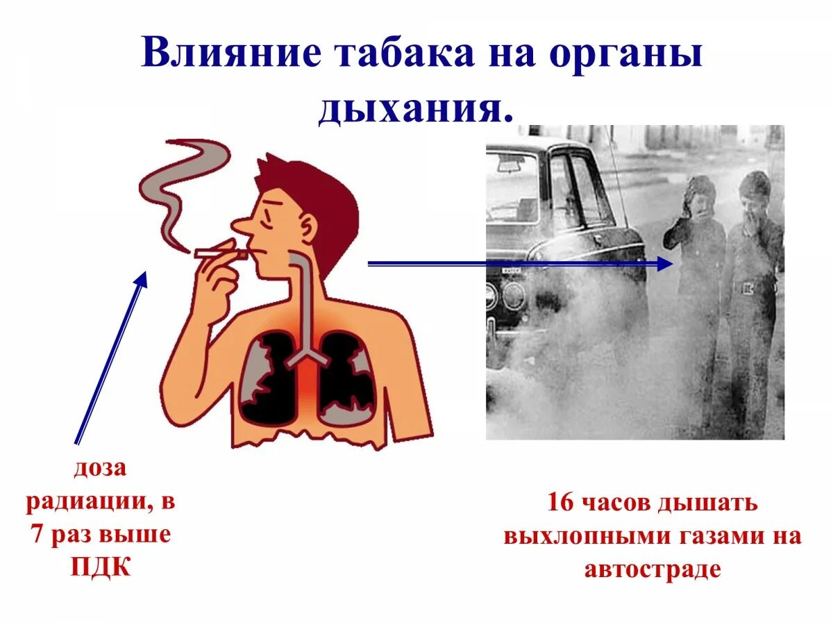 Влияние табака на органы дыхания. Влияние табакокурения на органы дыхания. Влияние табака на человека. Вредное влияние табака на организм человека.