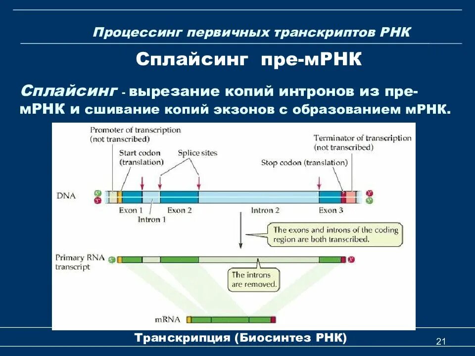 А т г ц в днк и рнк. Транскрипция мрнк. Транскрипция днк-полимераза. Транскрипция днк этапы. Днк цепочка а т г ц.