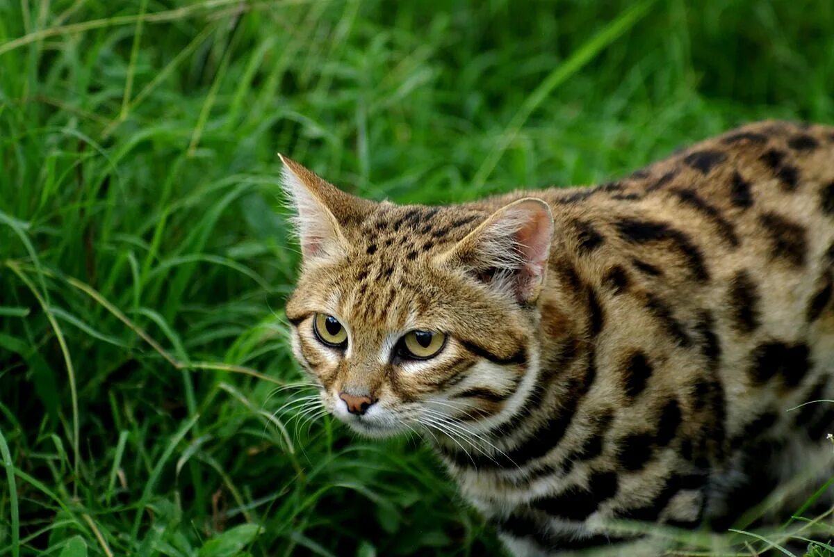 Дикая африканская черноногая кошка. Охотничий кот. Черноногая кошка муравьиный тигр. Дикая африканская черноногая кошка. Южно африканская черноногая кошка.