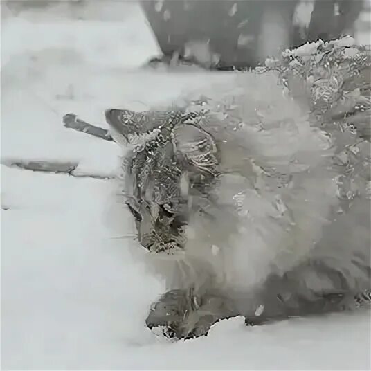 Cat cat dug