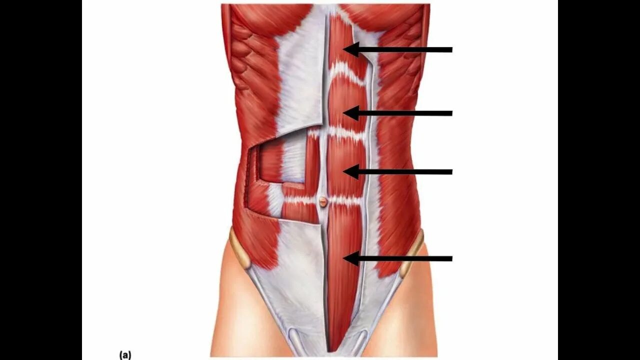 Апоневроз поперечной мышцы живота. Rectus abdominis мышца. Transversus abdominis. Musculus rectus abdominis. Внутренняя косая мышца живота m.