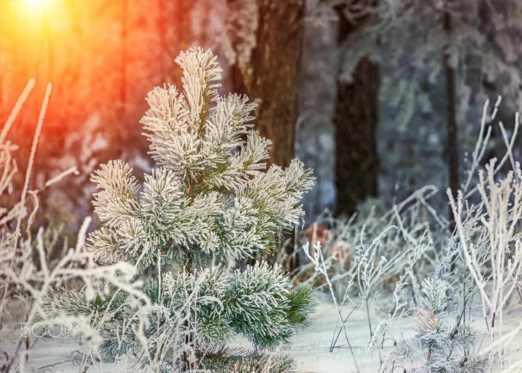 Зимние растения. Иней на деревьях. Морозные деревья. Зимние цветы.