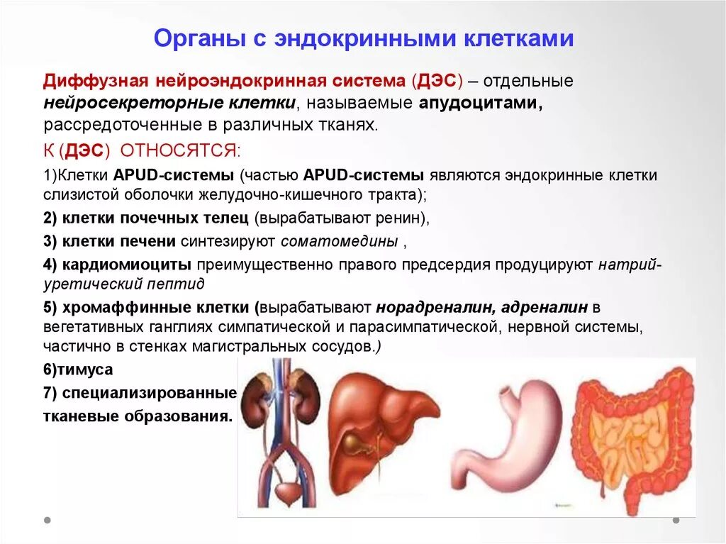 Диффузная эндокринная система apud. Эндокринный аппарат ДЭС пищеварительной системы. Клетки диффузной эндокринной системы. Эндокринные и нейроэндокринные клетки. Диффузная функция