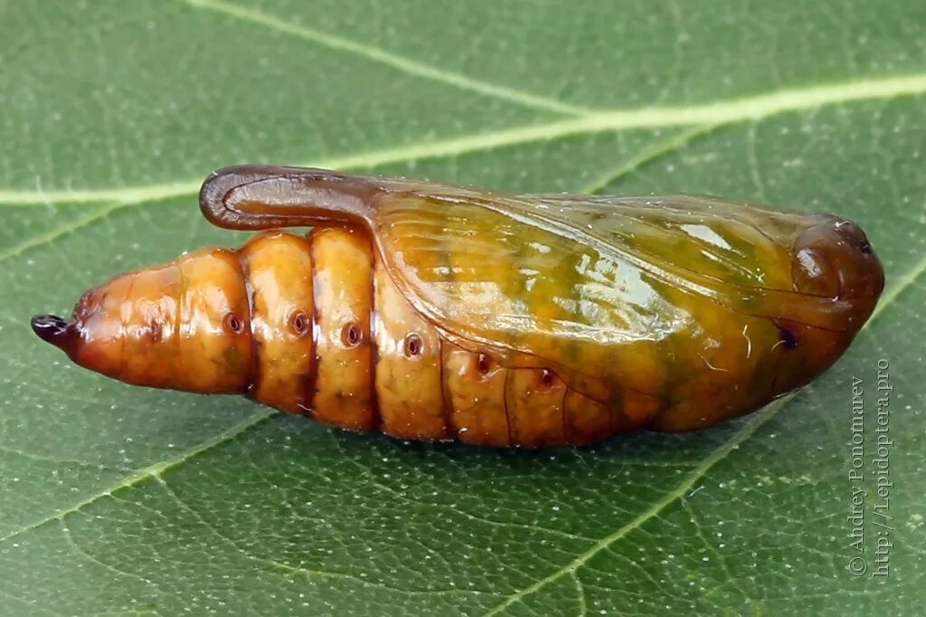 Бабочка личинка куколка Имаго. Cucullia artemisiae. Cucullia artemisiae куколка. Личинка жесткокрылых насекомых. Открытая куколка