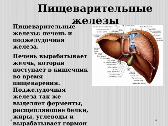 Пищеварительные железы печени. Печень вырабатывает желчь. Желчь вырабатывается печенью.