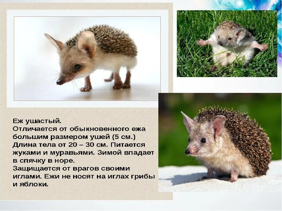 Чем отличается ежик