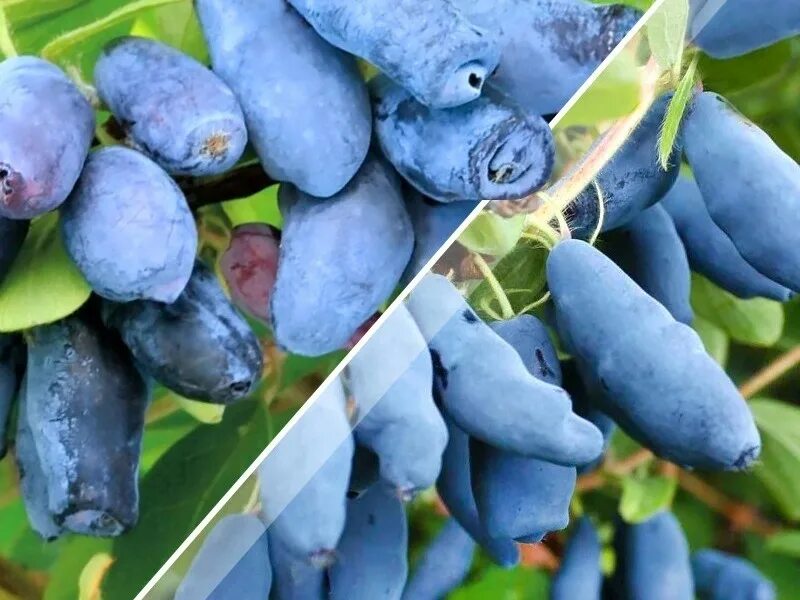 Бакчарские сорта