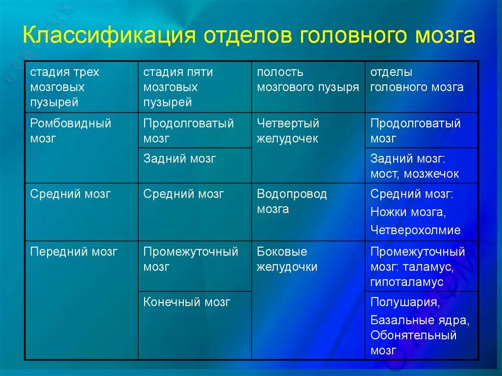 Структуры и функции отделов головного мозга. Анатомическая классификация отделов головного мозга. Отделы головного мозга структура и функции таблица. Отделы и функции отделов головного мозга. Строение головного мозга человека таблица 8 класс биология.