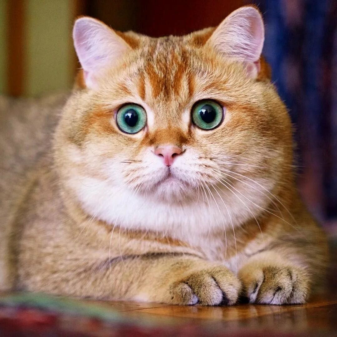 Рыжий золотой кот