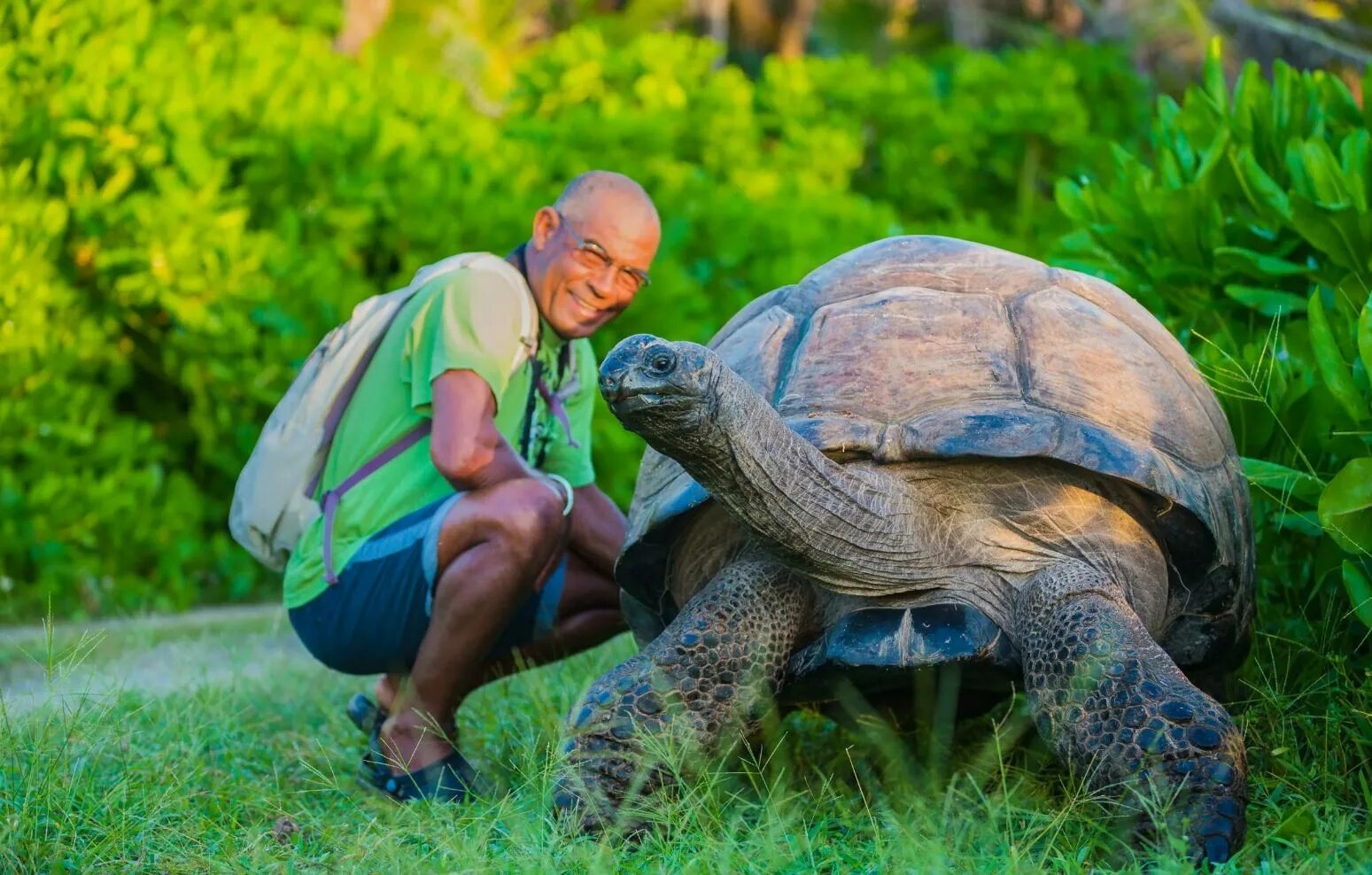 Джонатан Галапагосская черепаха. Гигантская черепаха Альдабра. Исполинская сейшельская черепаха. Черепахи живут 300