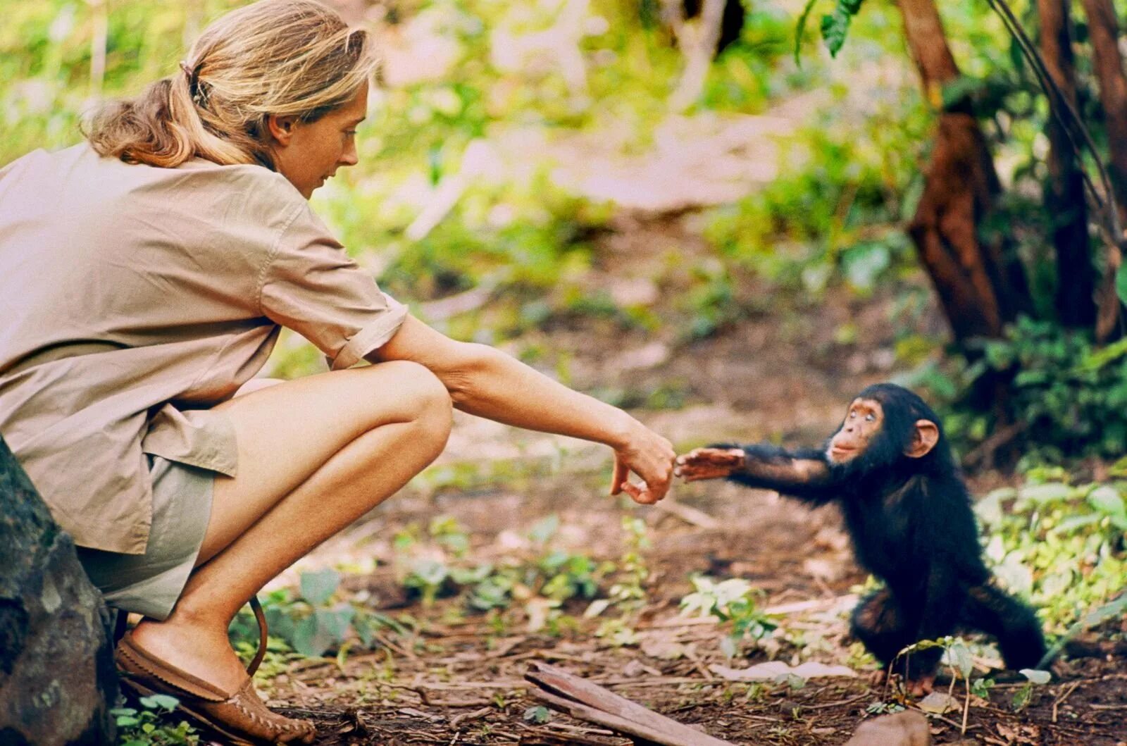 Джейн Гудолл и шимпанзе. Приматолог Джейн Гудолл. Джейн Гудолл в молодости. Jane Goodall в молодости. Наблюдать обезьяна
