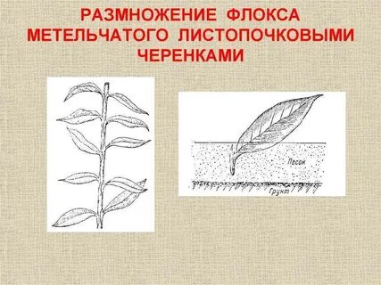 Размножение флоксов черенками летом самый
