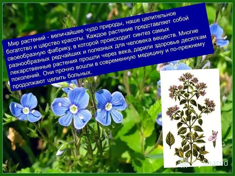 Ботаника задачи и значение для фармации. Задачи ботаники для фармации. Значение ботаники для фармации. Растения в фармации. Значение ботаники для фармации.